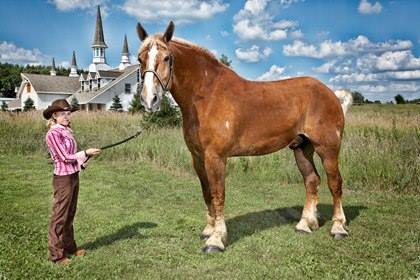 Big Jake Worlds Tallest Horse - Guinness World Record Holder